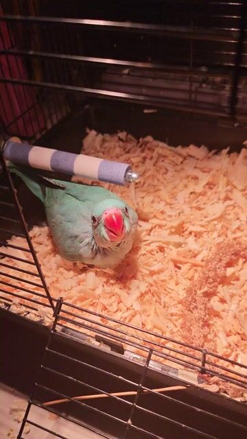 Vẹt Ringneck blue Non. Mua bán Chim tại Quận 12 Tp Hồ Chí Minh được đăng bởi Trường Trần hình 1