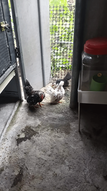 Gà lực sĩ tí hon Serama. Mua bán Gà tại Quận Ngũ Hành Sơn Đà Nẵng được đăng bởi Nguyễn Quang Hải Dương hình 1