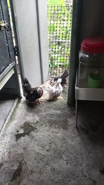Gà lực sĩ tí hon Serama. Mua bán Gà tại Quận Ngũ Hành Sơn Đà Nẵng được đăng bởi Nguyễn Quang Hải Dương hình 1