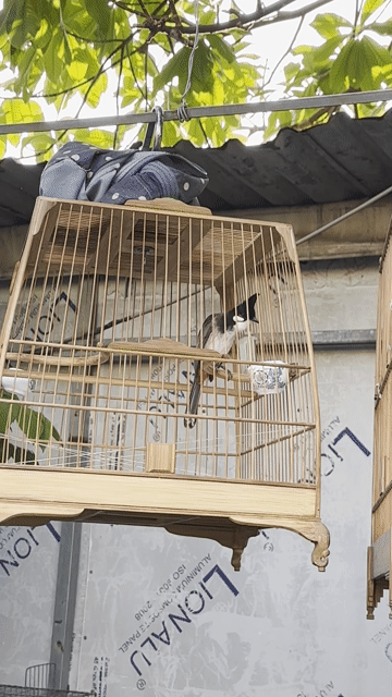 Chim chào mào Đỏ Đen Trắng. Mua bán Chim tại Quận Bình Tân Tp Hồ Chí Minh được đăng bởi Hoang Giang hình 1