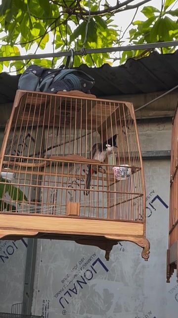 Chim chào mào Đỏ Đen Trắng. Mua bán Chim tại Quận Bình Tân Tp Hồ Chí Minh được đăng bởi Hoang Giang hình 1