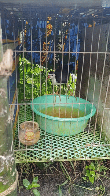 Thanh lý Quốc . Mua bán Thú cưng khác tại Thành phố Long Xuyên An Giang được đăng bởi Tuấn hình 1