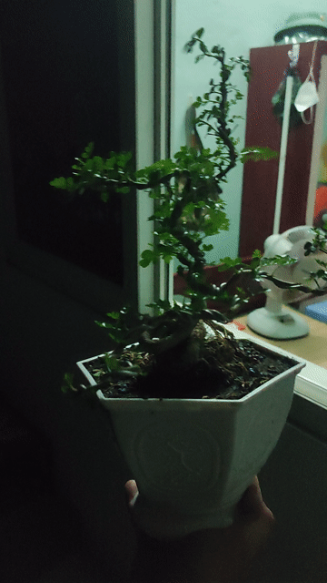 Cây cảnh bonsai Cần thăng. Mua bán Cây cảnh, đồ trang trí tại Quận Hải Châu Đà Nẵng được đăng bởi Lê thái thọ  hình 1