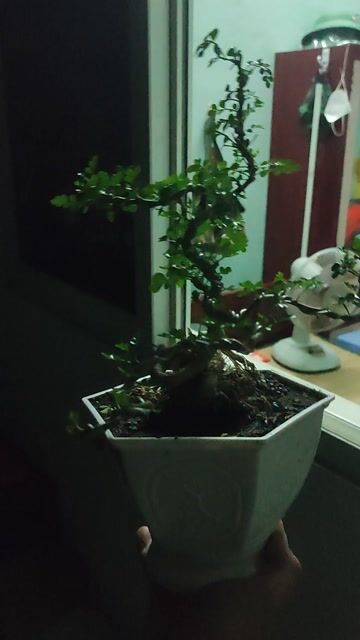 Cây cảnh bonsai Cần thăng. Mua bán Cây cảnh, đồ trang trí tại Quận Hải Châu Đà Nẵng được đăng bởi Lê thái thọ  hình 1