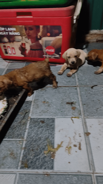 Chó Lạp xưởng lai Mông cộc Nâu. Mua bán Chó tại Huyện Thanh Oai Hà Nội được đăng bởi hồng anh hình 1