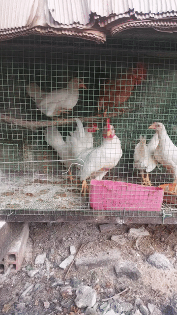Gà cả hai màu Trắng, Nâu. Mua bán Gà tại Quận 12 Tp Hồ Chí Minh được đăng bởi Nguyenthiên hình 1