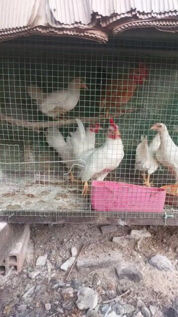 Gà cả hai màu Trắng, Nâu. Mua bán Gà tại Quận 12 Tp Hồ Chí Minh được đăng bởi Nguyenthiên hình 1