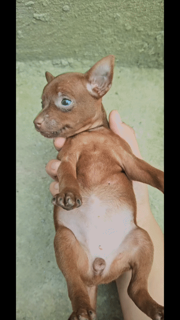 Chó Fox hươu mini Đực cái 1 tháng. Mua bán Chó tại Huyện Dầu Tiếng Bình Dương được đăng bởi Hương hình 1