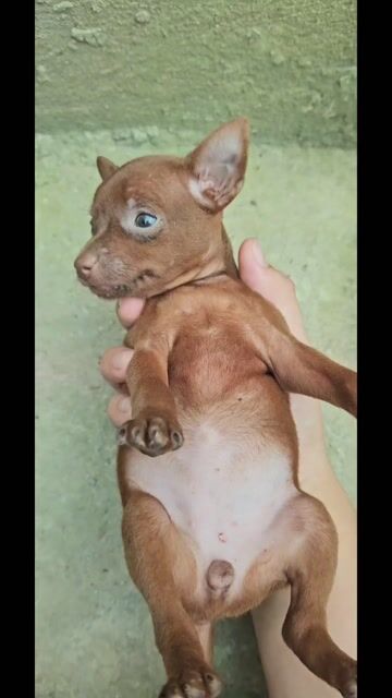 Chó Fox hươu mini Đực cái 1 tháng. Mua bán Chó tại Huyện Dầu Tiếng Bình Dương được đăng bởi Hương hình 1