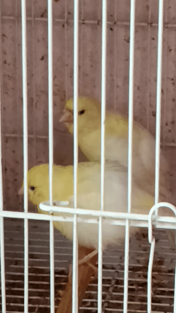 Chim Yến trống tơ 2 tháng Vàng. Mua bán Chim tại Quận 12 Tp Hồ Chí Minh được đăng bởi Trâm Nguyên Hoang hình 1