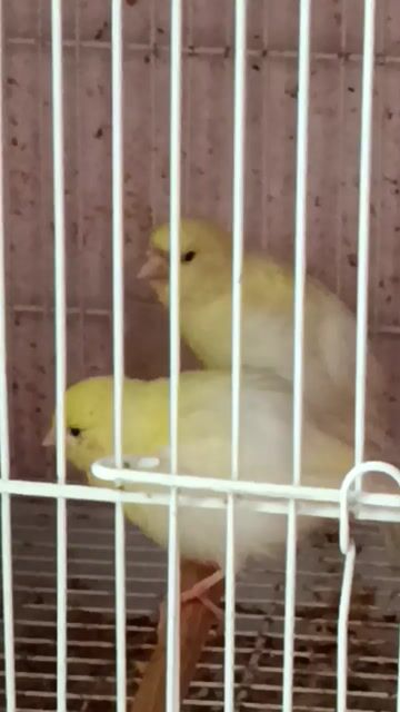 Chim Yến trống tơ 2 tháng Vàng. Mua bán Chim tại Quận 12 Tp Hồ Chí Minh được đăng bởi Trâm Nguyên Hoang hình 1