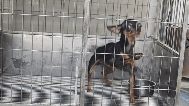 Chó Fox Chihuahua cái gần 2 năm. Mua bán Chó tại Thành phố Biên Hòa Đồng Nai được đăng bởi Nguyễn Hoàng hình 1