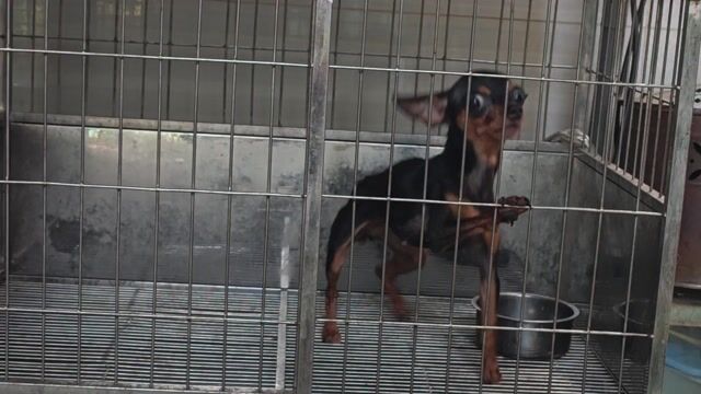 Chó Fox Chihuahua cái gần 2 năm. Mua bán Chó tại Thành phố Biên Hòa Đồng Nai được đăng bởi Nguyễn Hoàng hình 1