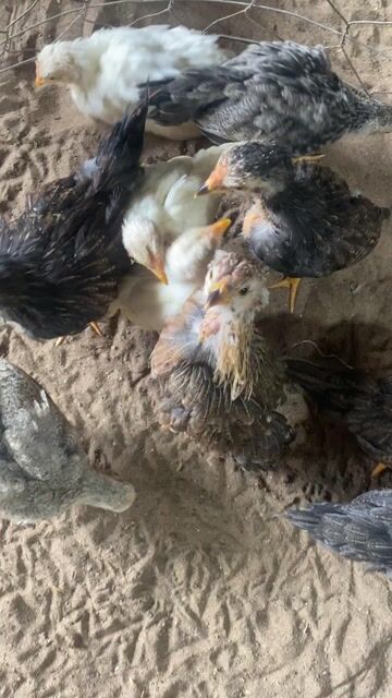 Gà con Đa màu. Mua bán Gà tại Thành phố Cao Lãnh Đồng Tháp được đăng bởi nguyễn huy bình hình 1