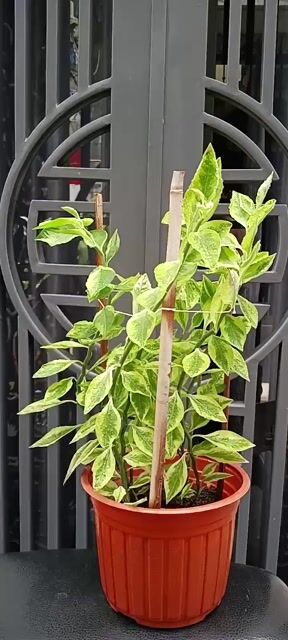 1 Chậu Hồng Tước San Hô Cao 30cm.. Mua bán Cây cảnh, đồ trang trí tại Quận Tân Bình Tp Hồ Chí Minh được đăng bởi Bách Hóa Philip hình 1