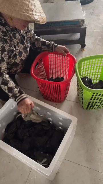 Cua biển cà mau chắc thịt, gạch. Mua bán Đồ ăn, thực phẩm và các loại khác tại Quận Tân Phú Tp Hồ Chí Minh được đăng bởi đỗ đạt hình 1