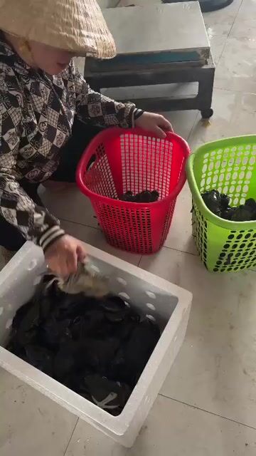 Cua biển cà mau chắc thịt, gạch. Mua bán Đồ ăn, thực phẩm và các loại khác tại Quận Tân Phú Tp Hồ Chí Minh được đăng bởi đỗ đạt hình 1