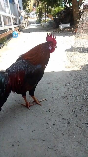 Gà 10 tháng điều tơ 2k6. Mua bán Gà tại Thành phố Rạch Giá Kiên Giang được đăng bởi nam hình 1