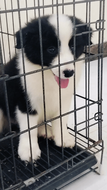 Chó boder collie đen trắng. Mua bán Chó tại Quận Long Biên Hà Nội được đăng bởi Pet home hình 1