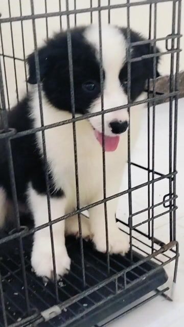 Chó boder collie đen trắng. Mua bán Chó tại Quận Long Biên Hà Nội được đăng bởi bông pet hình 1