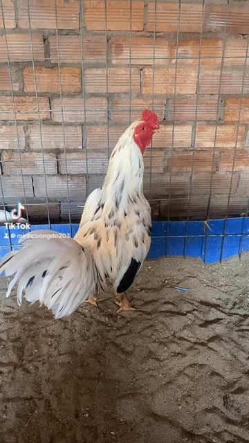 Gà chọi Thái Mỹ trống màu Trắng, Đỏ. Mua bán Gà tại Quận 7 Tp Hồ Chí Minh được đăng bởi Đỗ Cường hình 1