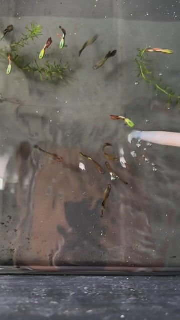 Cá cảnh Guppy Rồng đỏ sinh sản. Mua bán Thú cưng khác tại Quận Hải Châu Đà Nẵng được đăng bởi Mai Phương hình 1