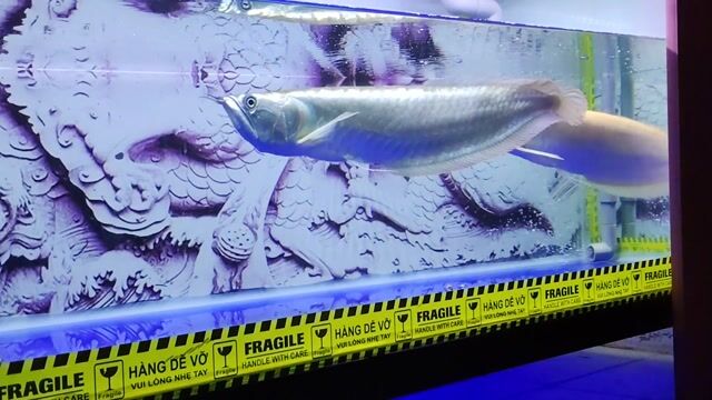 Cá Ngân Long Ab & bạc Gần 50cm. Mua bán Thú cưng khác tại Huyện Trảng Bàng Tây Ninh được đăng bởi CÁ CẢNH TB hình 1