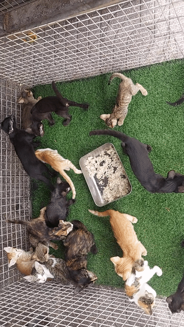 tìm chủ mới cho bầy mèo ta. Mua bán Mèo tại Quận Gò Vấp Tp Hồ Chí Minh được đăng bởi thanhthai632005 hình 1