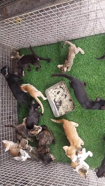 tìm chủ mới cho bầy mèo ta. Mua bán Mèo tại Quận Gò Vấp Tp Hồ Chí Minh được đăng bởi thanhthai632005 hình 1