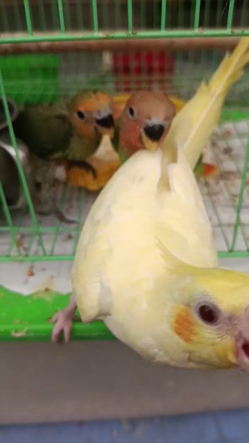 Chim Lovebird non Xanh lá, cam. Mua bán Chim tại Quận 7 Tp Hồ Chí Minh được đăng bởi Phuong hình 1