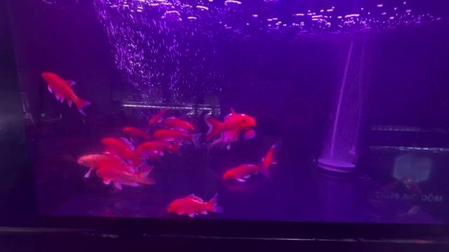 Cá cảnh Cá vàng màu Cam. Mua bán Thú cưng khác tại Quận Bình Tân Tp Hồ Chí Minh được đăng bởi Lê Ngọc Tân  hình 1