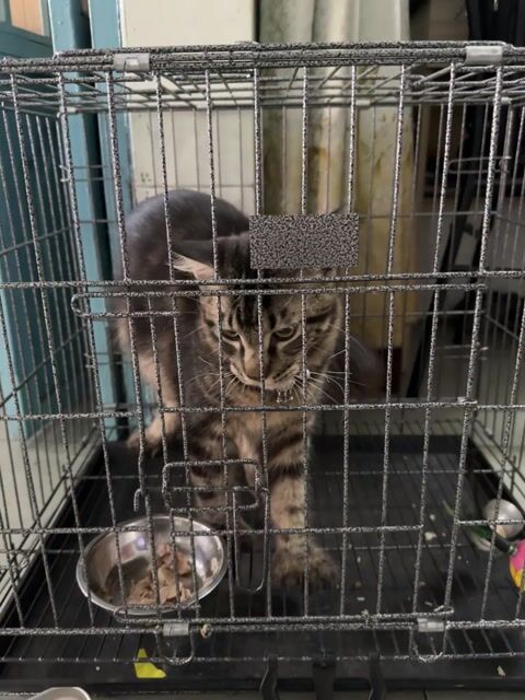 Cần tìm chủ mới cho mèo " Maine Coon " 6 tháng. Mua bán Mèo tại Quận 12 Tp Hồ Chí Minh được đăng bởi PN hình 1