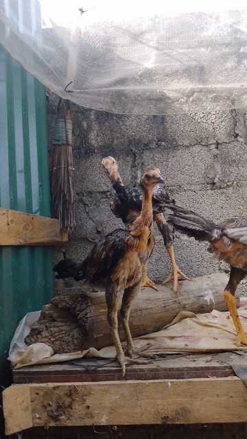 Đôi trống mái 5 tháng tuổi. Mua bán Gà tại Huyện Chương Mỹ Hà Nội được đăng bởi Sơn hình 1