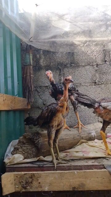 Đôi trống mái 5 tháng tuổi. Mua bán Gà tại Huyện Chương Mỹ Hà Nội được đăng bởi Sơn hình 1