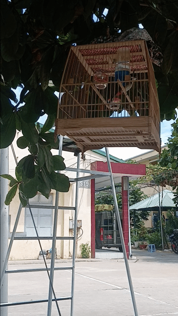 Chào mào bổi. Mua bán Chim tại Quận Tân Bình Tp Hồ Chí Minh được đăng bởi Chim cảnh hình 1