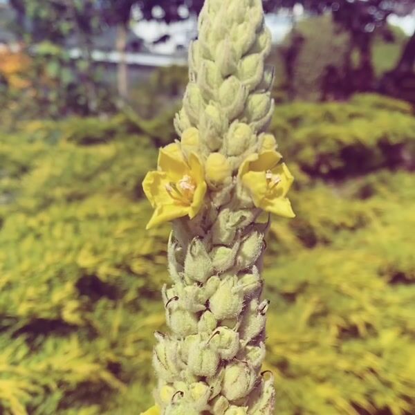 Plants For Pleasure - A Free Beltane Event by LunaRose