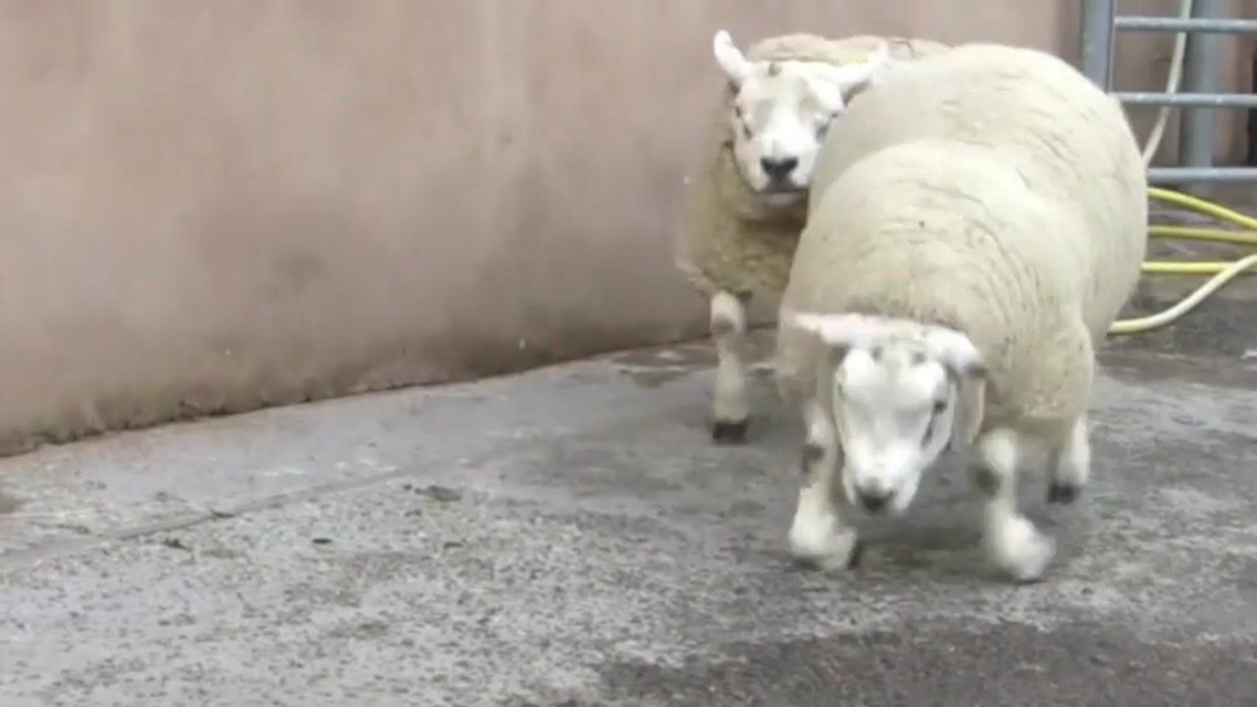 Diagnosing limb paresis and paralysis in sheep - Crilly - 2015 - In ...