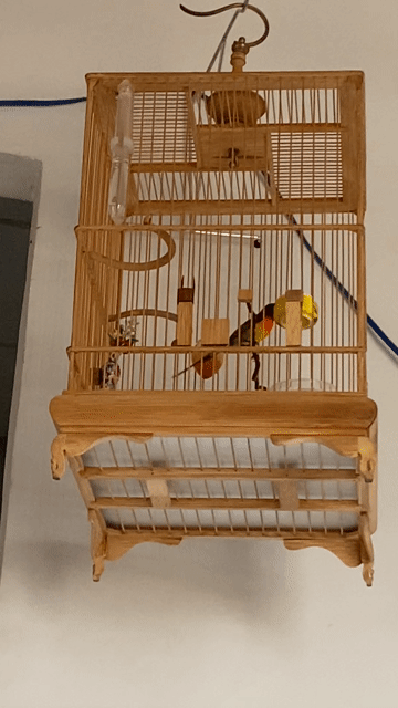 Chim hút mật Ngực cam Đà Lạt. Mua bán Chim tại Thành phố Dĩ An Bình Dương được đăng bởi Trần Đạt hình 1