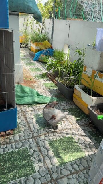 Bồ câu mondaiin. Mua bán Chim tại Quận 12 Tp Hồ Chí Minh được đăng bởi Phan Văn Hợi hình 1