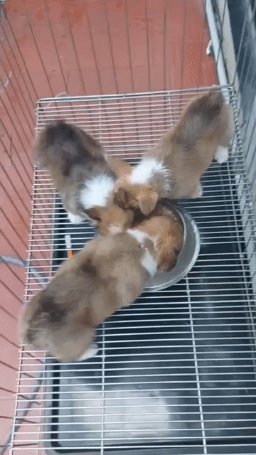 Chó Corgi Đà Nẵng. Mua bán Chó tại Quận Thanh Khê Đà Nẵng được đăng bởi Thy Thy hình 1