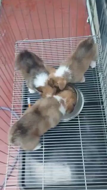 Chó Corgi Đà Nẵng. Mua bán Chó tại Quận Thanh Khê Đà Nẵng được đăng bởi Thy Thy hình 1