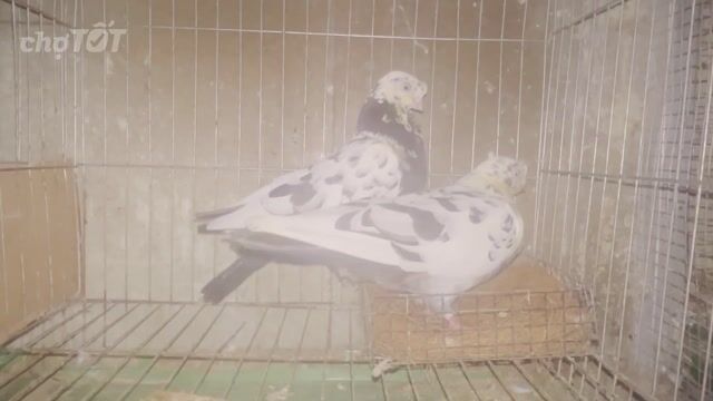 Bồ câu Mini (chớp lai gà tre) Đen trắng. Mua bán Chim tại Thành phố Biên Hòa Đồng Nai được đăng bởi Du hình 1