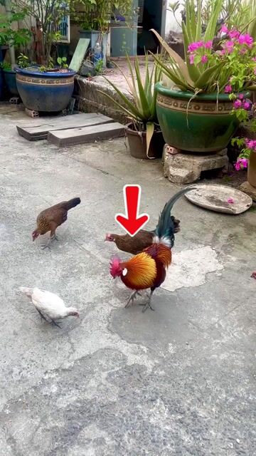 Gà trống Gà nọc rung f2. Mua bán Gà tại Huyện Củ Chi Tp Hồ Chí Minh được đăng bởi nam hình 1