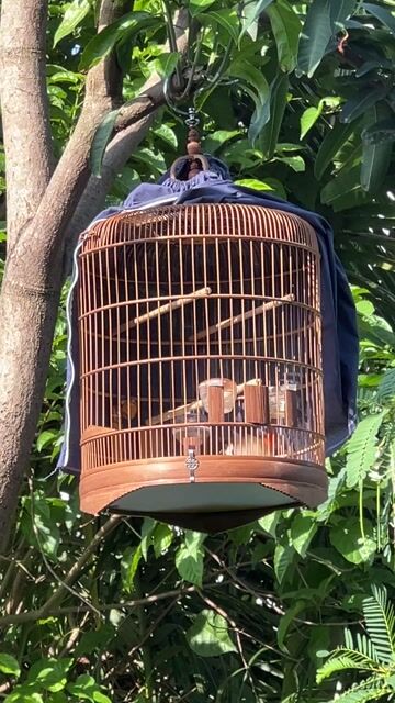 cần nghe hót mua lửa thì liên hệ em nhé. Mua bán Chim tại Quận 7 Tp Hồ Chí Minh được đăng bởi đam mê chào mào hình 1