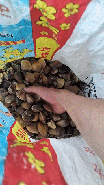 Nghêu tươi sống đảm bảo. Mua bán Đồ ăn, thực phẩm và các loại khác tại Quận Sơn Trà Đà Nẵng được đăng bởi Lợi Lê tiến hình 1