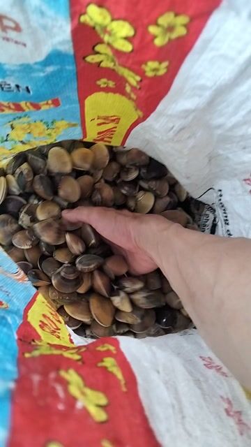 Nghêu tươi sống đảm bảo. Mua bán Đồ ăn, thực phẩm và các loại khác tại Quận Sơn Trà Đà Nẵng được đăng bởi Lợi Lê tiến hình 1