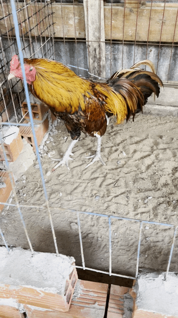 Gà chọi Khét trống 2k9. Mua bán Gà tại Huyện Châu Thành A Hậu Giang được đăng bởi hữu nhân 95 HG hình 1