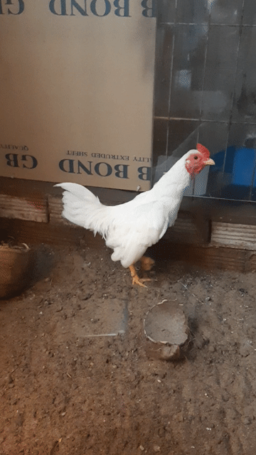Gà tre Bắc Nhạn 500g trống 5 tháng. Mua bán Gà tại Huyện Bình Chánh Tp Hồ Chí Minh được đăng bởi Thuận Nguyễn  hình 1