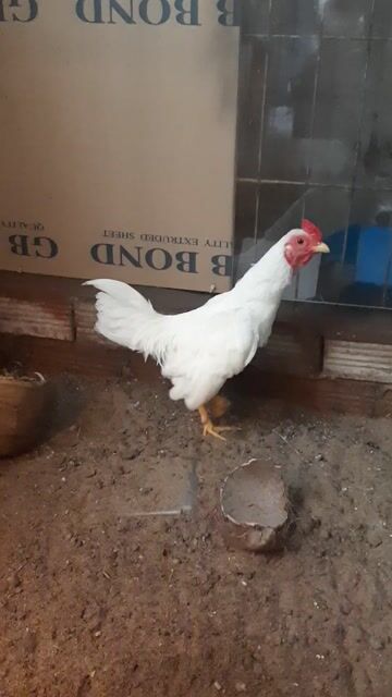 Gà tre Bắc Nhạn 500g trống 5 tháng. Mua bán Gà tại Huyện Bình Chánh Tp Hồ Chí Minh được đăng bởi Thuận Nguyễn  hình 1