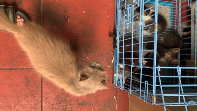 Mèo con đa sắc 2 tháng. Mua bán Mèo tại Quận Lê Chân Hải Phòng được đăng bởi nguyen trung hình 1